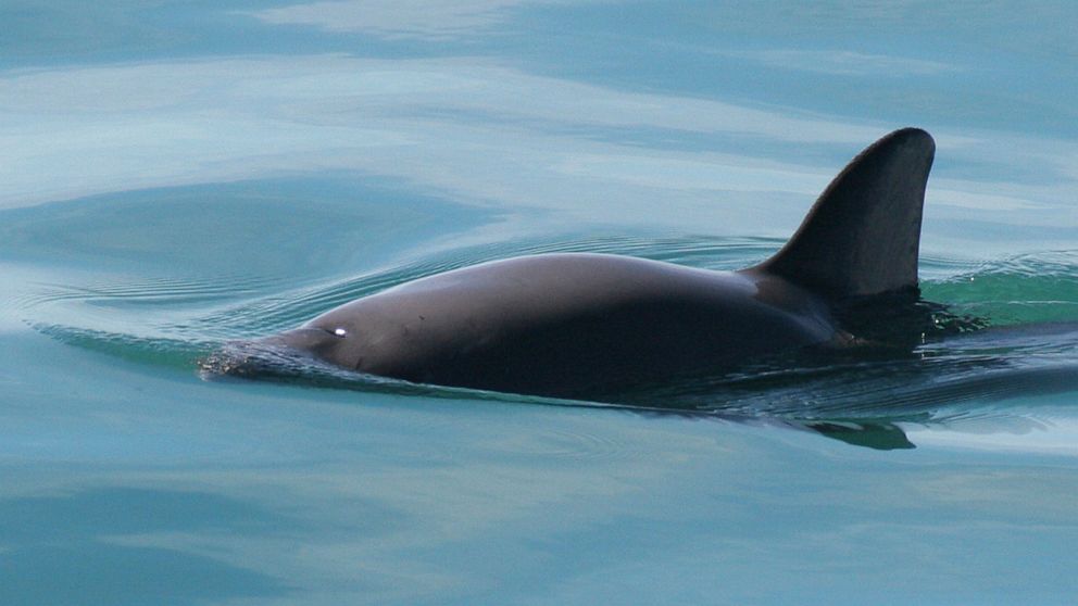 FILE - This undated file photo provided by The National Oceanic and Atmospheric Administration shows a vaquita porpoise. The Mexican Navy said Tuesday, July 5, 2022, it has begun a controversial plan to drop concrete blocks onto the bottom of the Gul