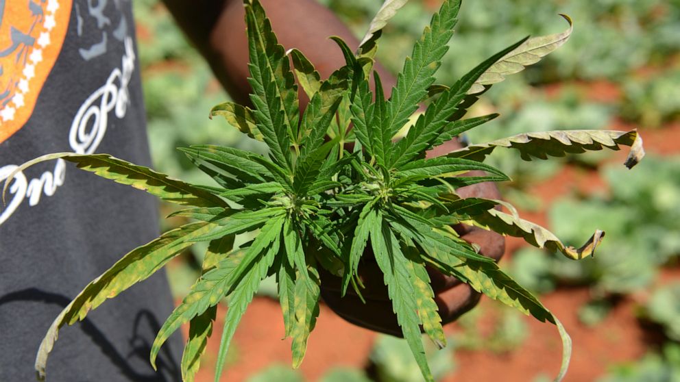 Jamaica faces a shortage of marijuana as farmers struggle