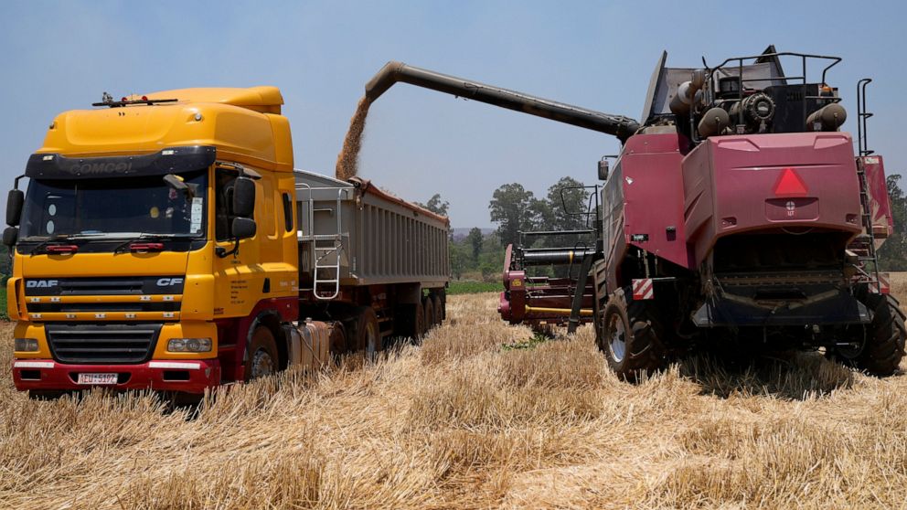 A combine harvester offloads wheat grain into a truck during a harvest at a farm in Bindura about 88 kilometres north east of the capital Harare, Monday, Oct, 10, 2022. Zimbabwe says it is on the brink of its biggest wheat harvest in history, thanks 
