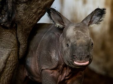 Endangered Indian rhinoceros baby is born in zoo in Poland