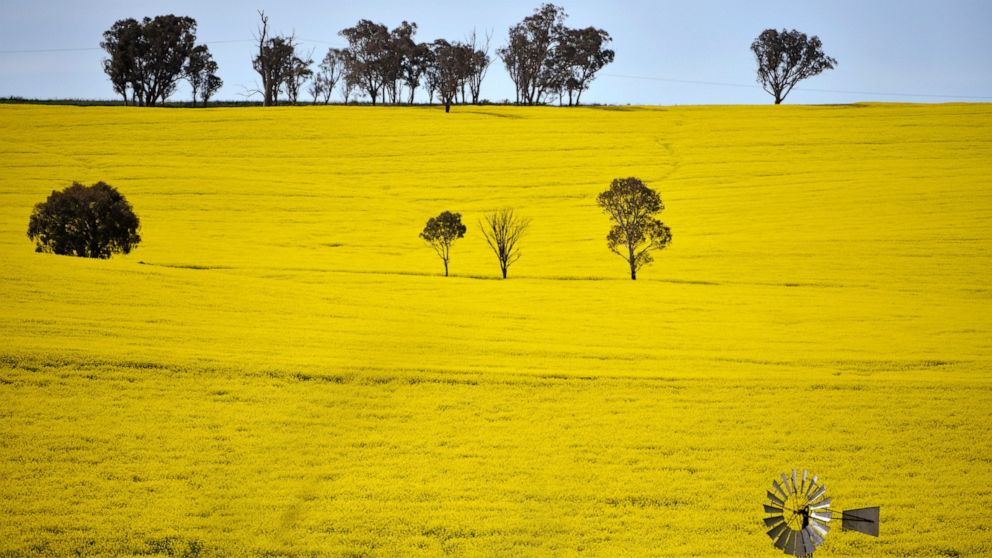A windmill pokes above a canola crop near Harden, 350 kms. (217 miles) south west of Sydney, Sept. 17, 2020. Australia is forecast to reap record revenue from farming this year despite pandemic challenges, a mouse plague and a trade dispute with Chin