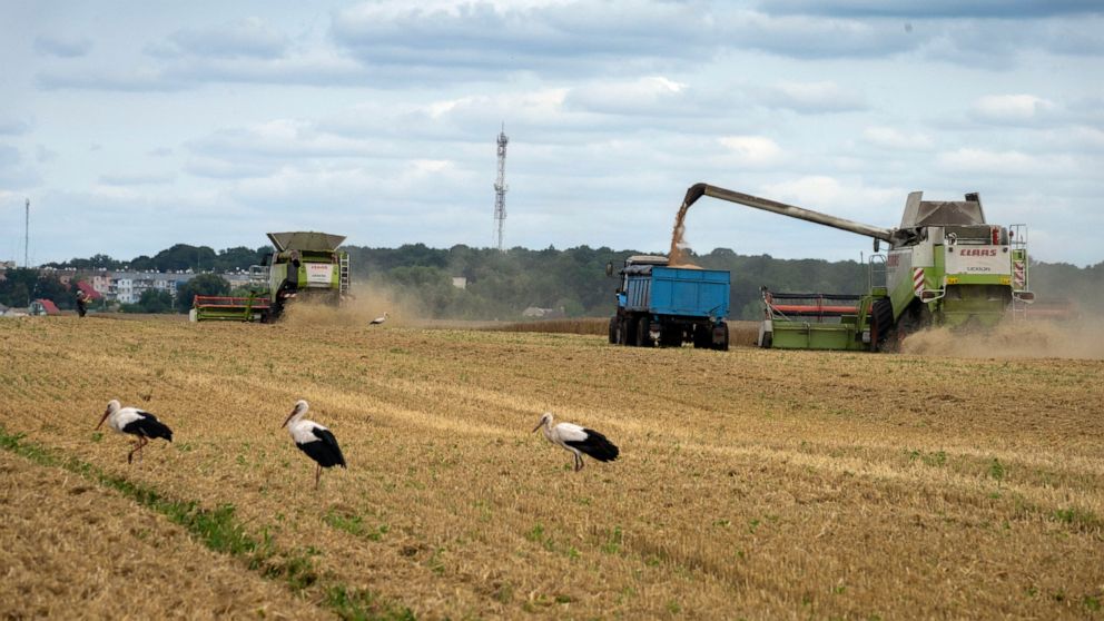 Storks walk in front of harvesters in a wheat field in the village of Zghurivka, Ukraine, Tuesday, Aug. 9, 2022. Before the war, Ukraine was seen as the world's bread basket, exporting 4.5 million tons of agricultural produce a month through its port