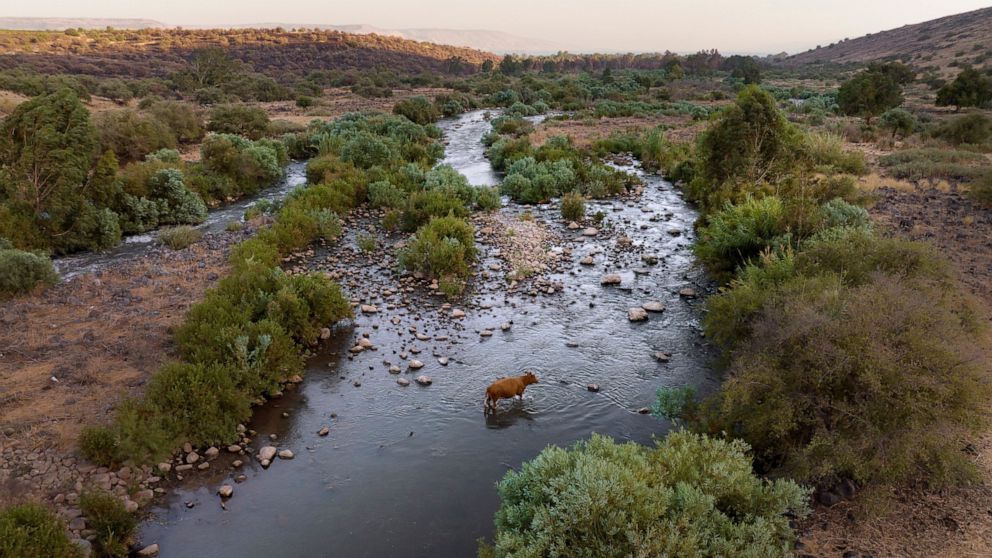 FILE - A cow crosses the Jordan River near Kibbutz Karkom in northern Israel on Saturday, July 30, 2022. Israel and Jordan have signed a declaration of intent, Thursday, Nov. 17 at the U.N. climate conference to conserve and protect their shared Jord