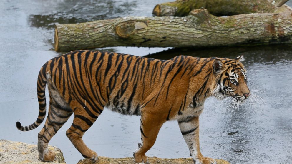Rare Tiger Kills Prospective Mate In London At First Meeting Abc News File In This Wednesday March File Photo Melati A Female Sample Essay Paper also My Mother Essay In English Spm English Essay