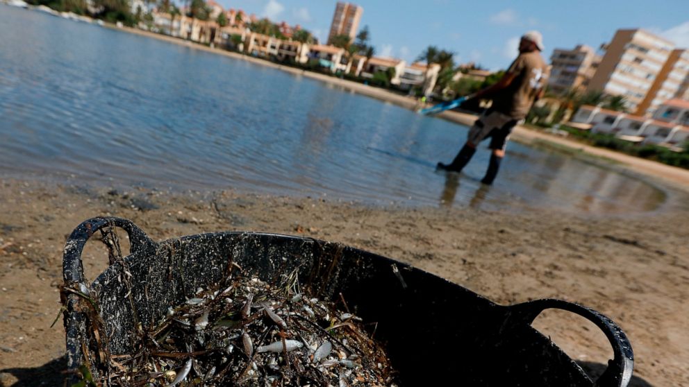 FILE - A man collects dead fish that have appeared by the shore of the Isle of Ciervo off La Manga, part of the Mar Menor lagoon in Murcia, Spain, Aug. 19, 2021. Spain granted personhood status Wednesday, Sept. 21, 2022, to Mar Menor, a large salt-wa