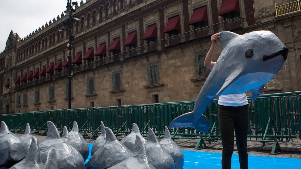Mexico abandons fishing-free zone for endangered porpoise