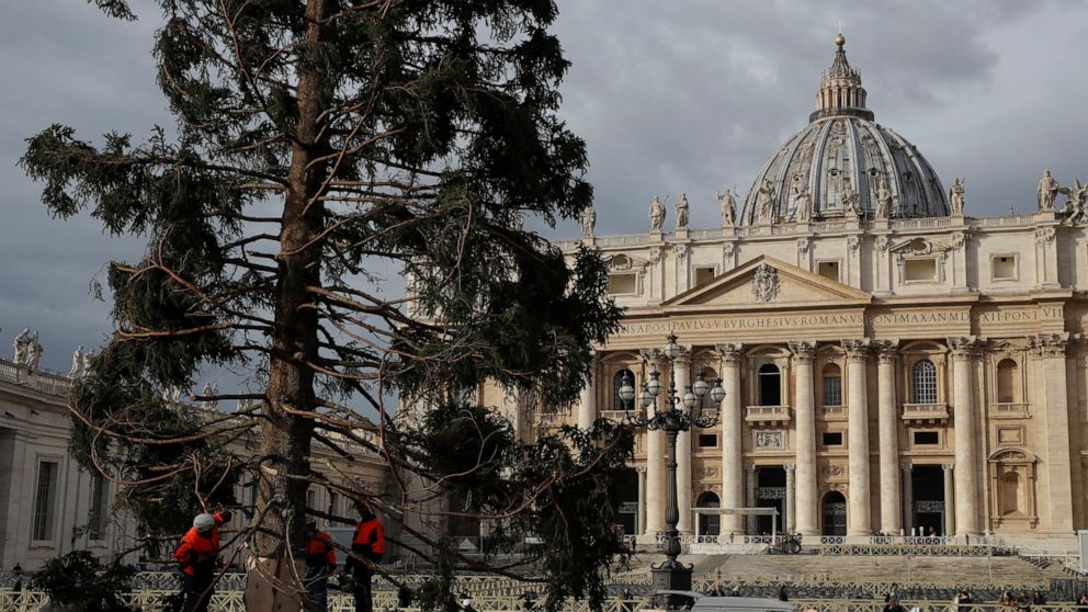 Workers secure a 26mt (85 feet) tall fir tree in St. Peter's Square, at the Vatican, Thursday, Nov. 21, 2019. The tree, which will be trimmed as a Christmas tree, comes from the Asiago Plateau in north-eastern Italy and was donated by the Veneto regi