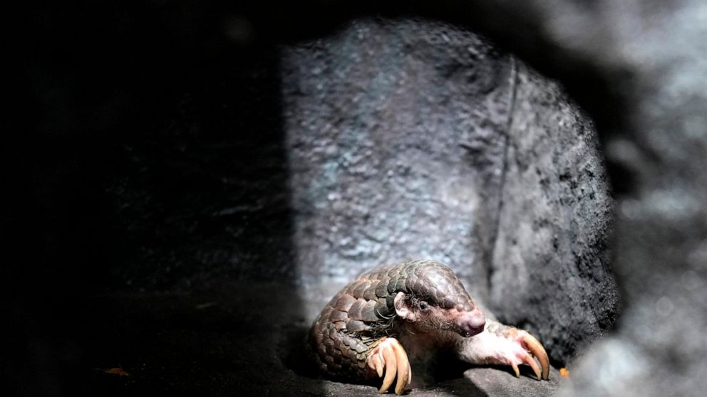 Prague Zoo gets Taiwanese pangolins after fallout with China
