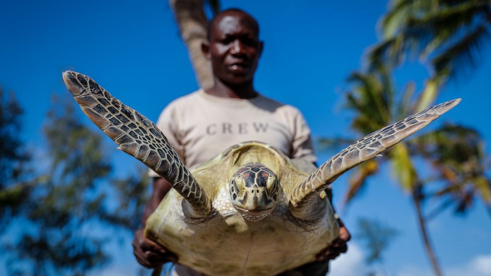AP PHOTOS: In Kenya, ex-accountant now protects sea turtles