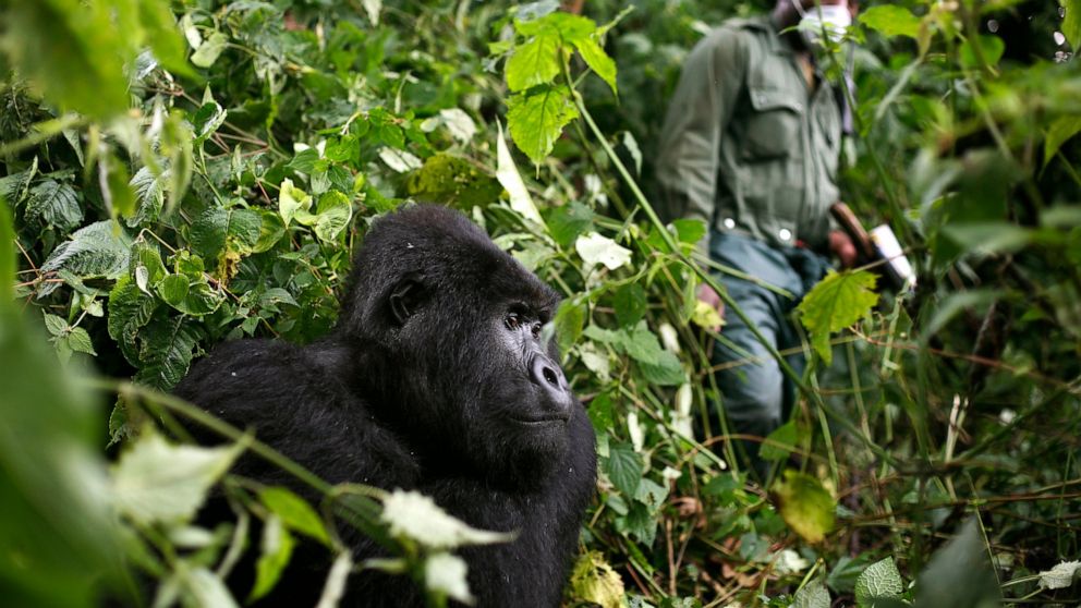 In this photo taken Dec. 11 2012, a park ranger wearing a mask walks past a mountain gorilla in the Virunga National Park in eastern Congo. Congo's Virunga National Park, home to about a third of the world's mountain gorillas, has barred visitors unt
