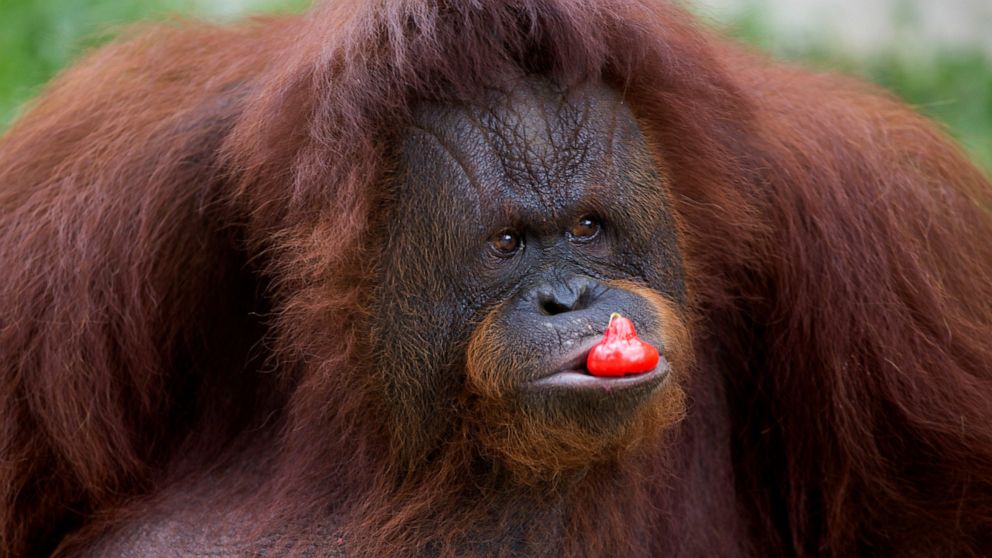 Ap Photos Animals At Closed Zoo Depend On Helping Hands Abc News