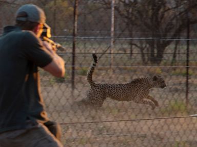 Cheetahs from South Africa go to parks in India, Mozambique