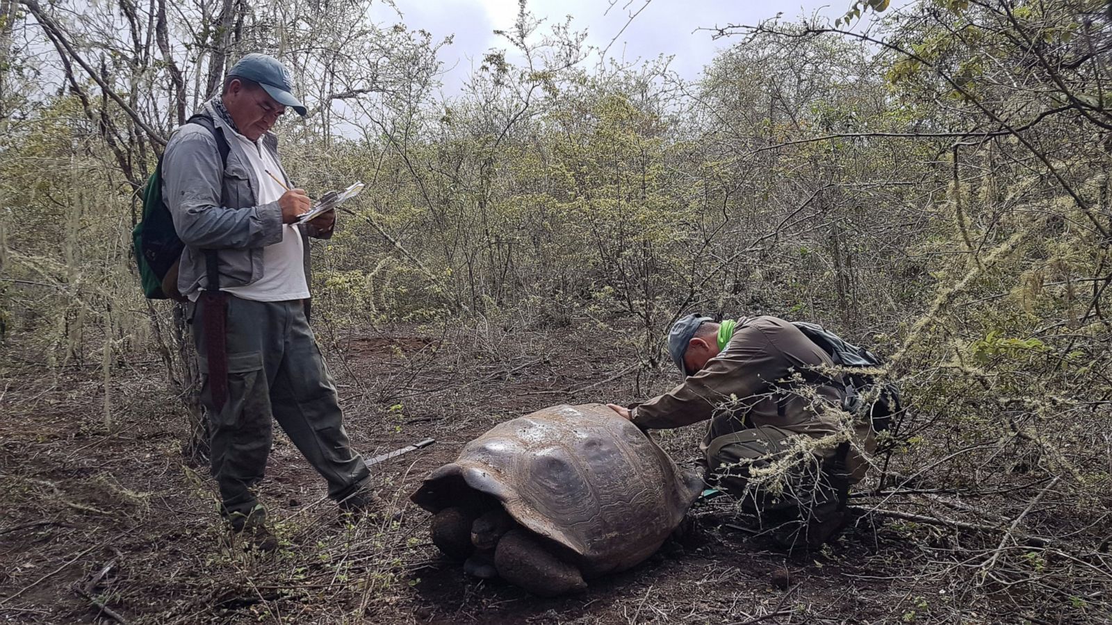 Descendants Of Extinct Tortoise Species Found In Galapagos Abc News