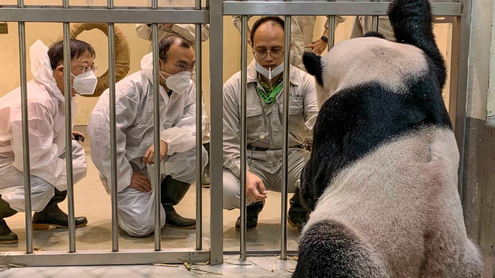 In this photo released by the Taipei Zoo, Chinese Panda experts, Wei Ming at left and Wu Honglin, center looks at Tuan Tuan at the Taipei Zoo in Taipei, Taiwan on Wednesday, Nov. 2, 2022. Taiwan has welcomed the pair of experts from China to help wit