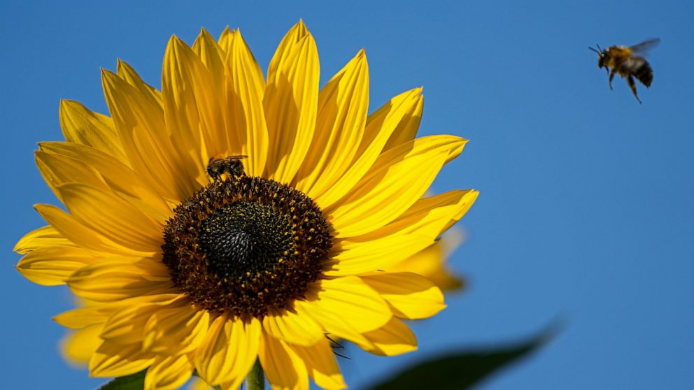 FILE - A bee arrives at a sunflower under blue sky in Gelsenkirchen, Germany, Thursday, Sept. 23, 2021. The European Union's executive arm on Wednesday, June 22, 2022 proposed setting legally binding targets to reduce the use of chemical pesticides b