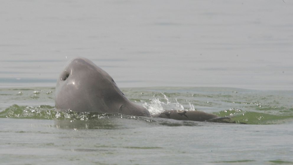 FILE - A Mekong River dolphin appears on Mekong River at Kampi village, Kratie province, north-east of Phnom Penh, Cambodia, Tuesday, March 17, 2009. The last surviving freshwater Irrawaddy dolphin on a stretch of the Mekong River in northeastern Cam
