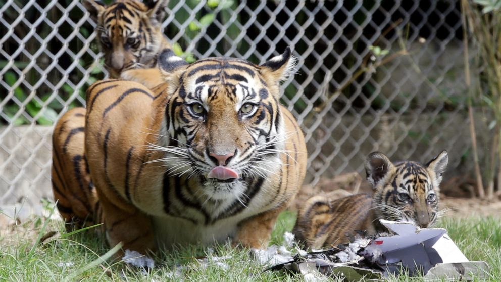 3 critically endangered Sumatran tigers lost to animal traps