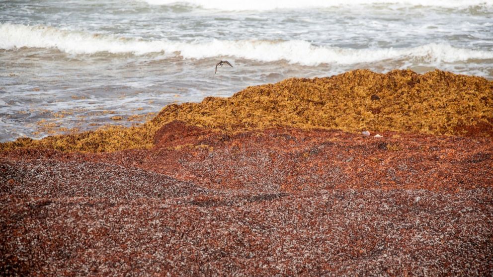 Seaweed is choking shores in the Caribbean