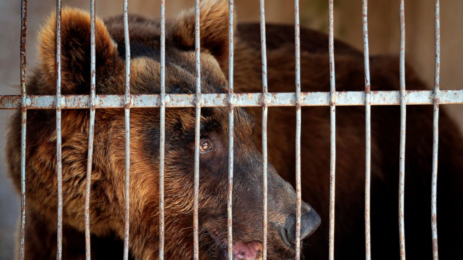 Activists Say 2 Syrian Brown Bears In Lebanon Flown To Us Abc News
