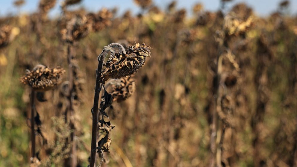 France in midst of 4th heat wave amid historic drought