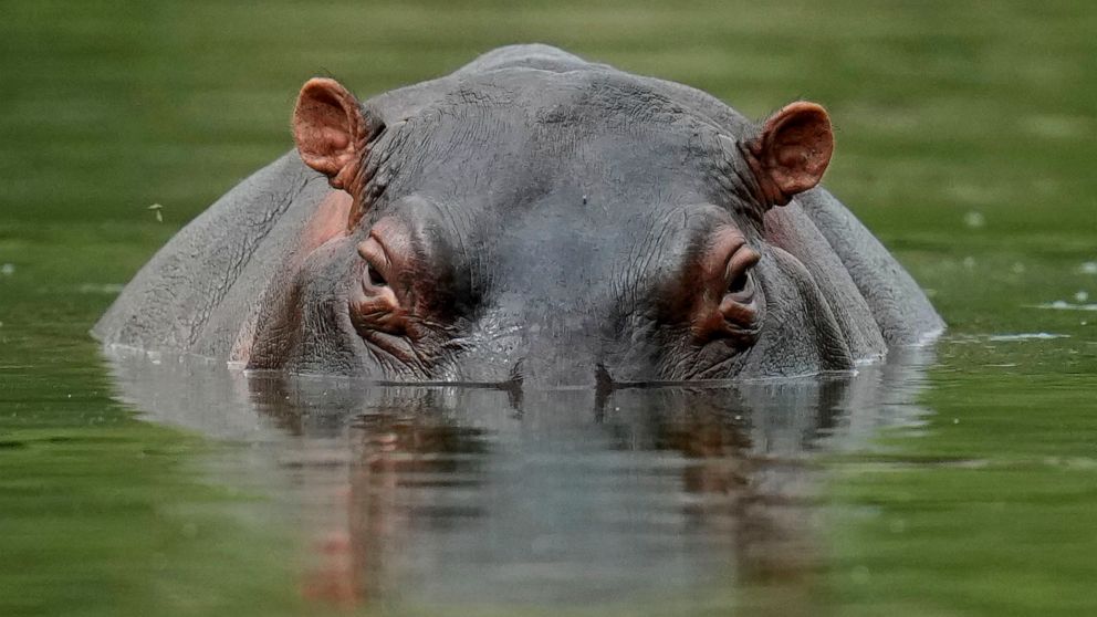 FILE - A hippo floats in the lagoon at Hacienda Napoles Park, once the private estate of drug kingpin Pablo Escobar who decades ago imported three female hippos and one male in Puerto Triunfo, Colombia, Feb. 16, 2022. An international conference on t