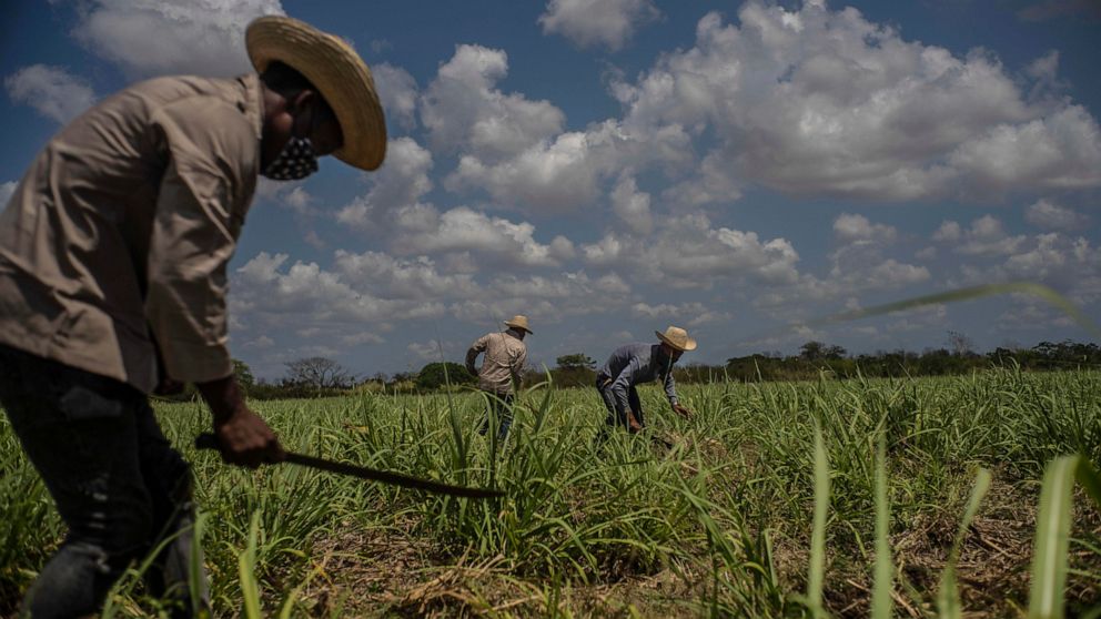 FILE - Farmers use machetes to weed a sugar cane field in Madruga, Cuba, Thursday, April 29, 2021. According to local authorities, Cuba has been able to reach only half of its sugar production plan for 2022, far from the huge harvests from many decad
