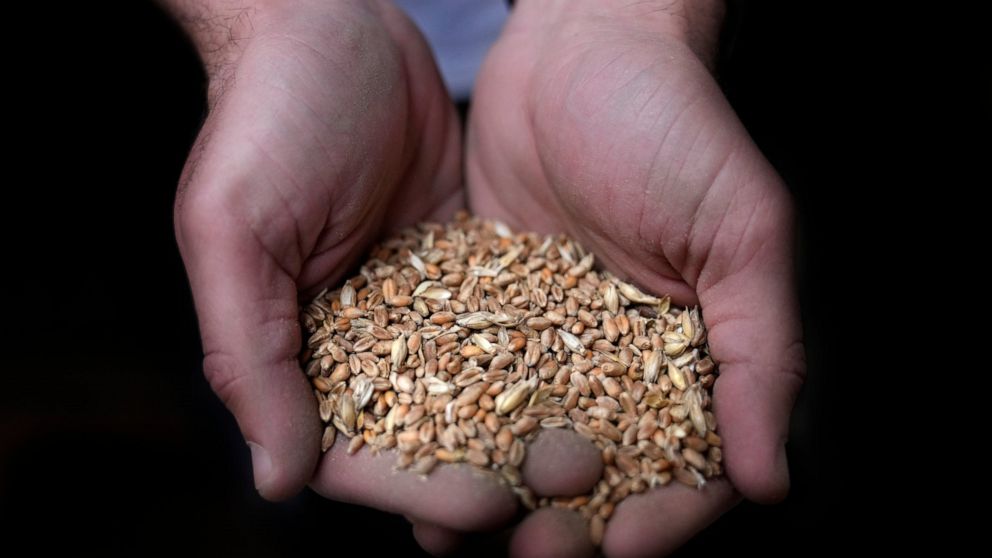 FILE - A worker holds a handful of wheat at the Modern Mills of Lebanon, in Beirut, Lebanon, April 12, 2022. Lebanese lawmakers on Tuesday, July 26, 2022, voted to use a $150 million World Bank loan to pay for wheat imports into the cash-strapped cou