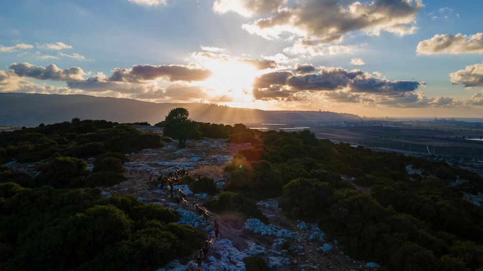 Goats gaze on a hillside where Beduins have grazed their animals for generations near Rumihat in the Galilee region, Israel, Tuesday, Aug. 23, 2022. Plans to turn the 2,500-acre area into a wildlife corridor have sparked rare protest from Bedouin in 