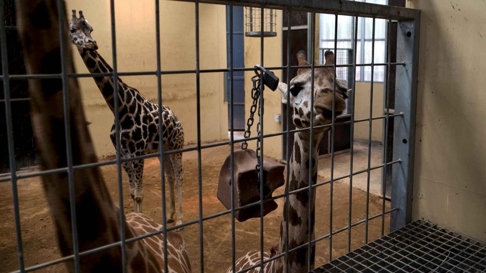 Animal Rights Activists Score Win At Barcelona Zoo Abc News