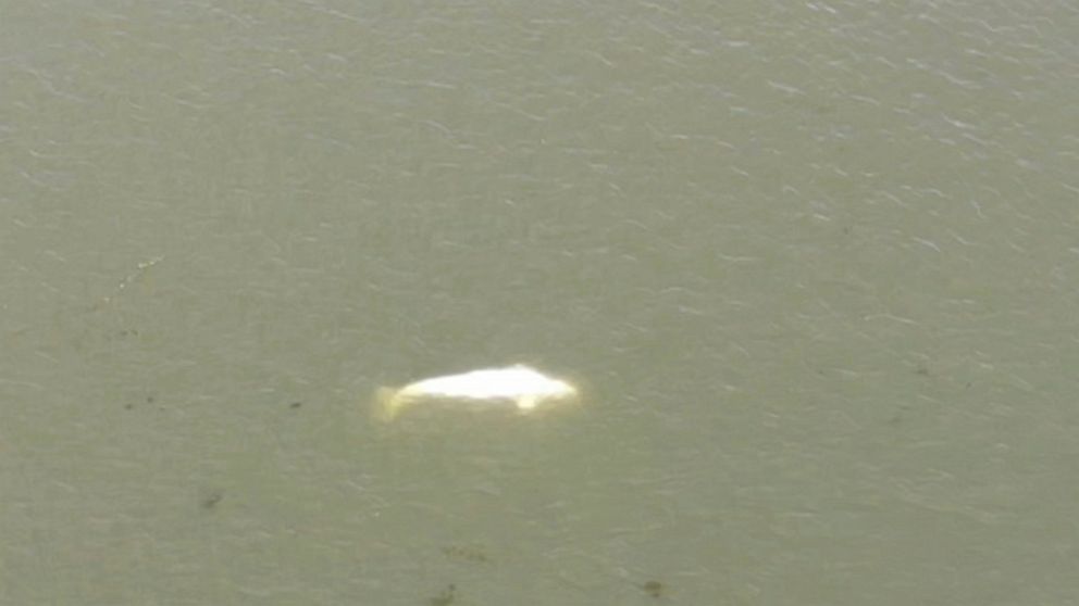 In this image taken from video footage run by the French fire services of the Eure region (SDIS27 ) shows a Beluga whale in the Seine river in Saint-Pierre-la-Garenne, west of Paris, Thursday, Aug. 4, 2022. French authorities are tracking a Beluga wh
