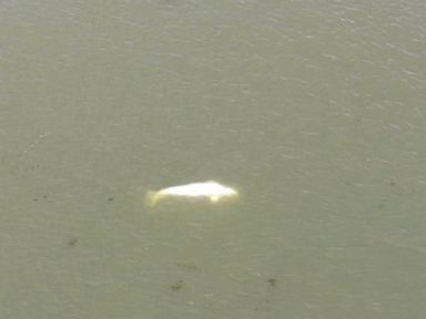Beluga whale caught in France's Seine not accepting food