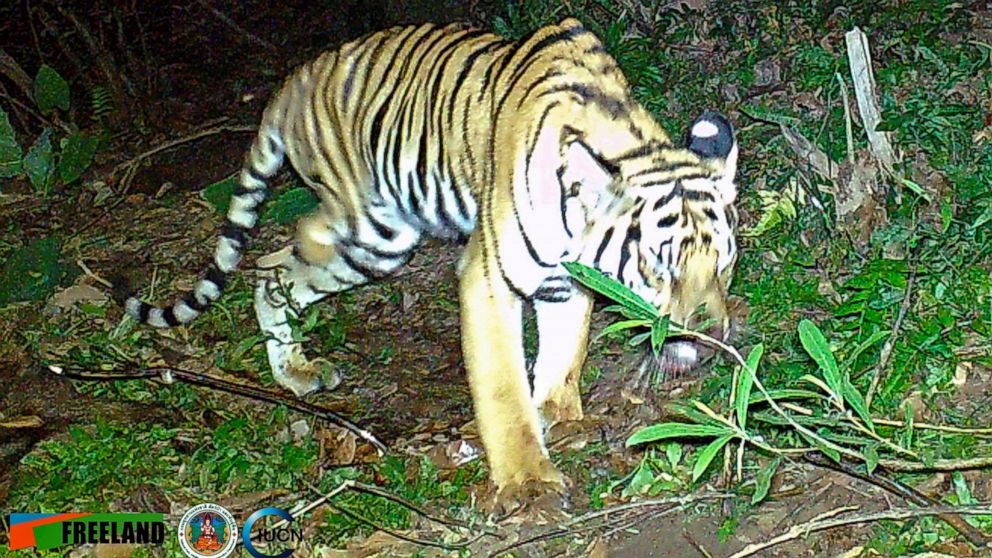Thai wildlife group says tiger missing a leg needs help