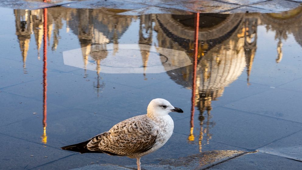 A seagull stands in a thin layer of seawater surfacing in St. Mark's Square in Venice, northern Italy, Wednesday, Dec. 7, 2022, during a moderately high tide. Glass barriers that prevent seawater from flooding the 900-year-old iconic St Mark's Basili