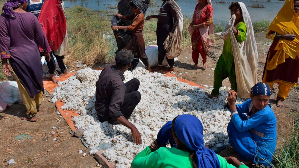 Villager women empty their cotton filled shawls on a pile after collecting it from cotton crops, which was damaged by floodwaters due to heavy monsoon rains, in Tando Jam near Hyderabad, a district of southern Sindh province, Pakistan, Saturday, Sept