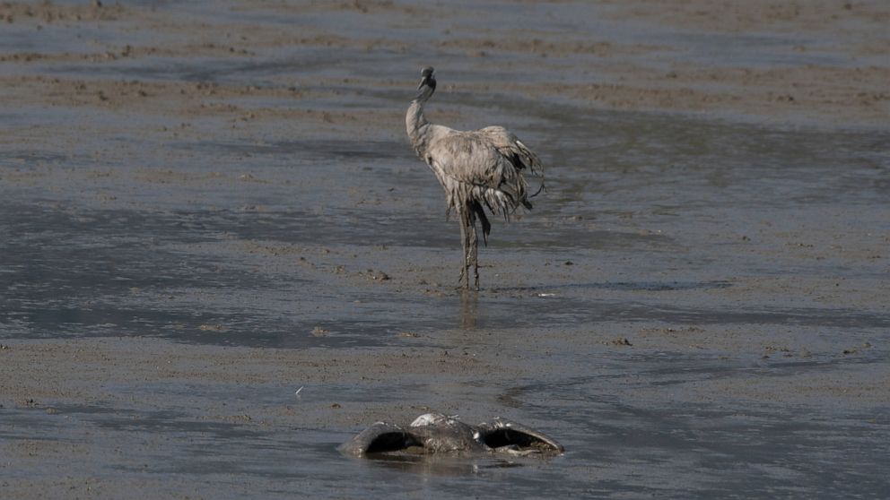 Thousands of cranes killed by bird flu in northern Israel