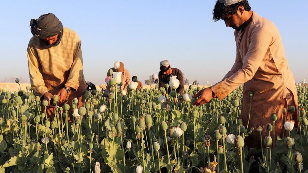 Afghan farmers harvest poppy in Nad Ali district, Helmand province, Afghanistan, Friday, April 1, 2022. Afghanistan's ruling Taliban have announced a ban on poppy production, even as farmers across many parts of the country began harvesting the brigh