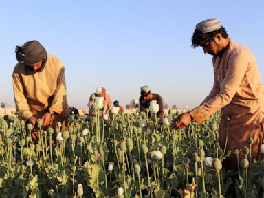 Afghanistan's Taliban announce ban on poppy production