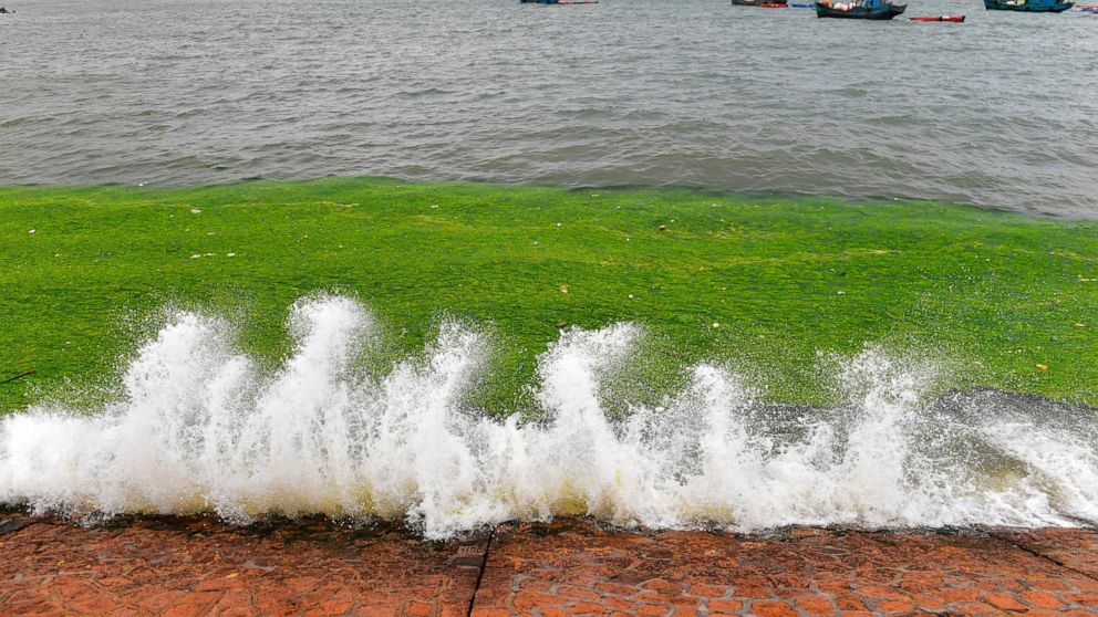 Chinese port city Qingdao launches fight against algae bloom