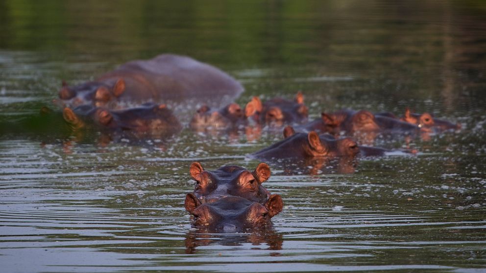Hippos stay submerged in a lake at the Napoles Park in Puerto Triunfo, Colombia, Wednesday, Feb. 12, 2020. The hippos, that were originally brought to Colombia by the late Colombian drug baron Pablo Escobar as part of his personal zoo, have been taki