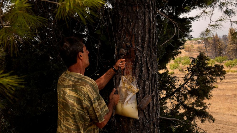 Greece: Forest fire destroys jobs of pine resin collectors