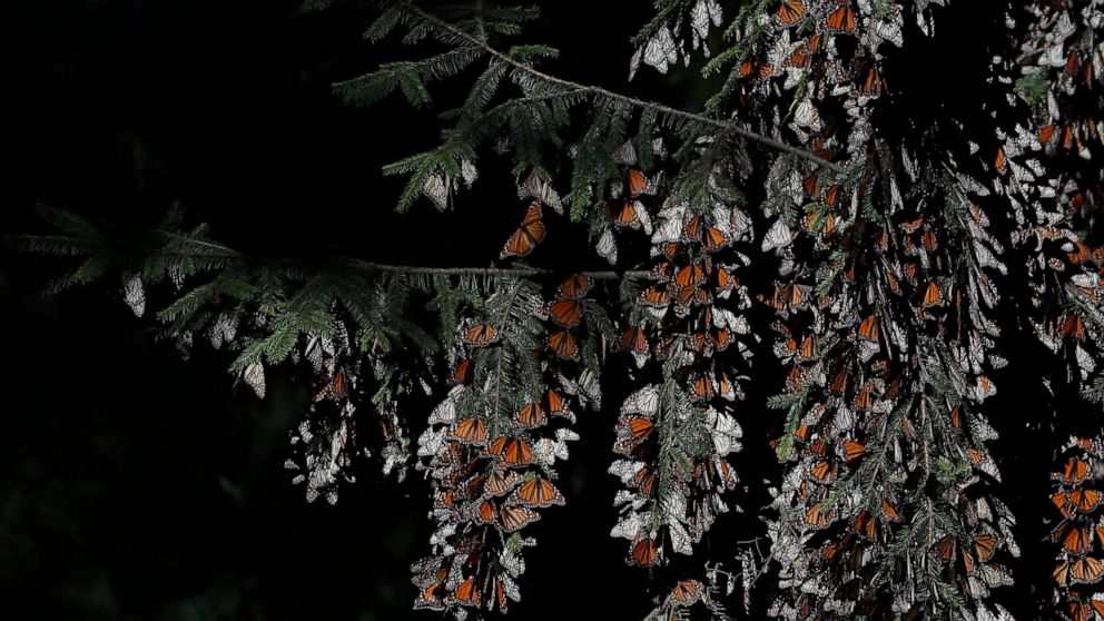 FILE - Monarch butterflies cling to branches in their winter nesting grounds in El Rosario Sanctuary, near Ocampo, Michoacan state, Mexico, Jan. 31, 2020. Mexican experts said Monday, May 24, 2022 that 35% more monarch butterflies arrived this year t