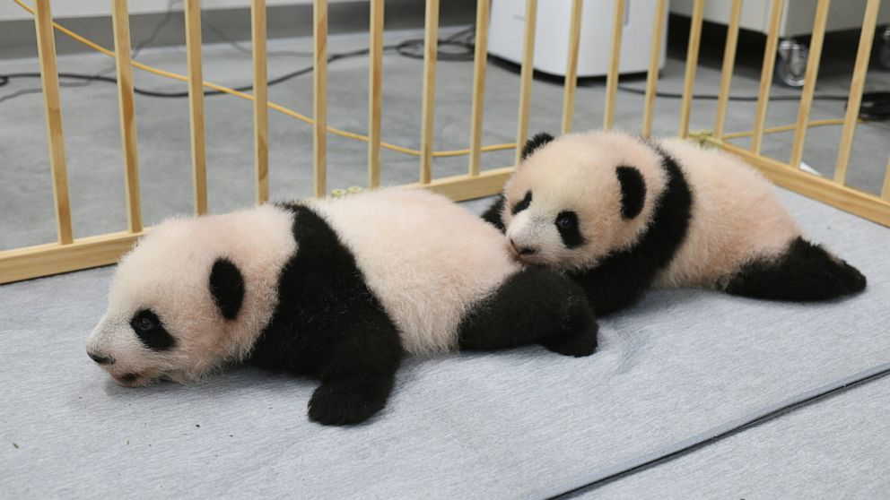 Panda cubs at Tokyo zoo get their names, to debut in January