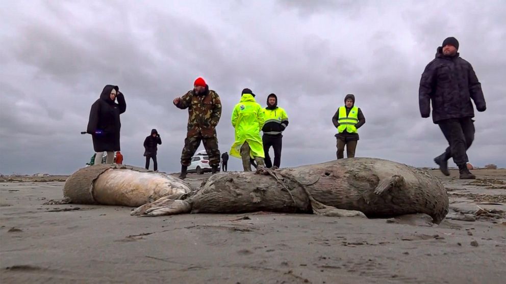 In this image taken from footage provided by the RU-RTR Russian television on Sunday, Dec. 4, 2022, Journalists and Interdistrict Environmental Prosecutor's Office employees walk near the bodies of dead seals on shore of the Caspian Sea, Dagestan. Ab