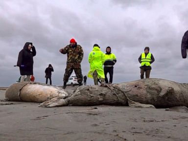 1,700 dead seals found on Russia's Caspian coast