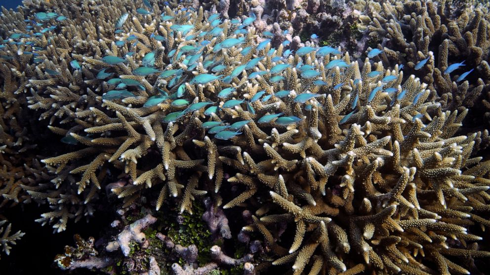 FILE - A school of fish swim above corals on Moore Reef in Gunggandji Sea Country off the coast of Queensland in eastern Australia on Nov. 13, 2022. Australia’s environment minister said on Tuesday, Nov. 29, 2022 her government will lobby against UNE