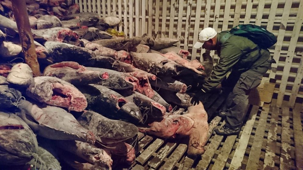 260 Chinese boats fish near Galapagos; Ecuador on alert