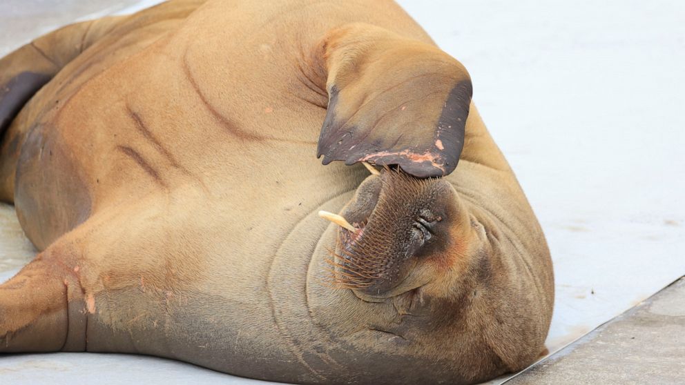 A walrus named Freya at the waterfront in Frognerstranda in Oslo, Norway, Monday July 18, 2022. Authorities in Norway said Sunday, Aug. 14, 2022 they have euthanized a walrus that had drawn crowds of spectators in the Oslo Fjord after concluding that