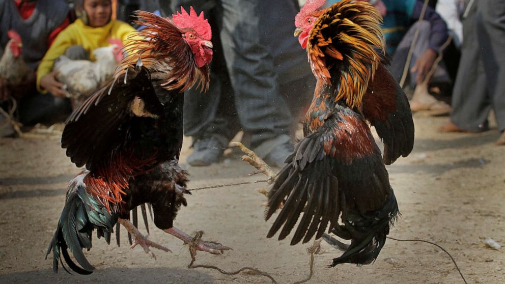 FILE- In this Jan. 21, 2011 file photo, people watch a cock fight during the Jonbeel festival in Jagiroad, about 75 kilometers (47 miles) east of Gauhati, north eastern Assam state, India. A man was killed by a rooster with a blade tied to its leg du