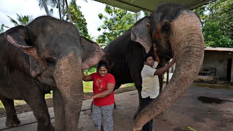 Sri Lanka conservationists fight elephant smuggling in court