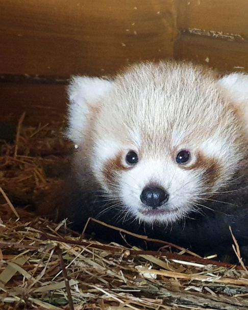 Red Panda Born In Berlin As Part Of Global Breeding Program Abc News